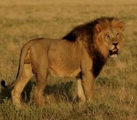 Black-Maned Lion